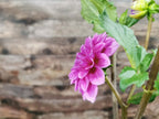 Florelie Baroness