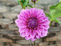 Florelie Baroness
