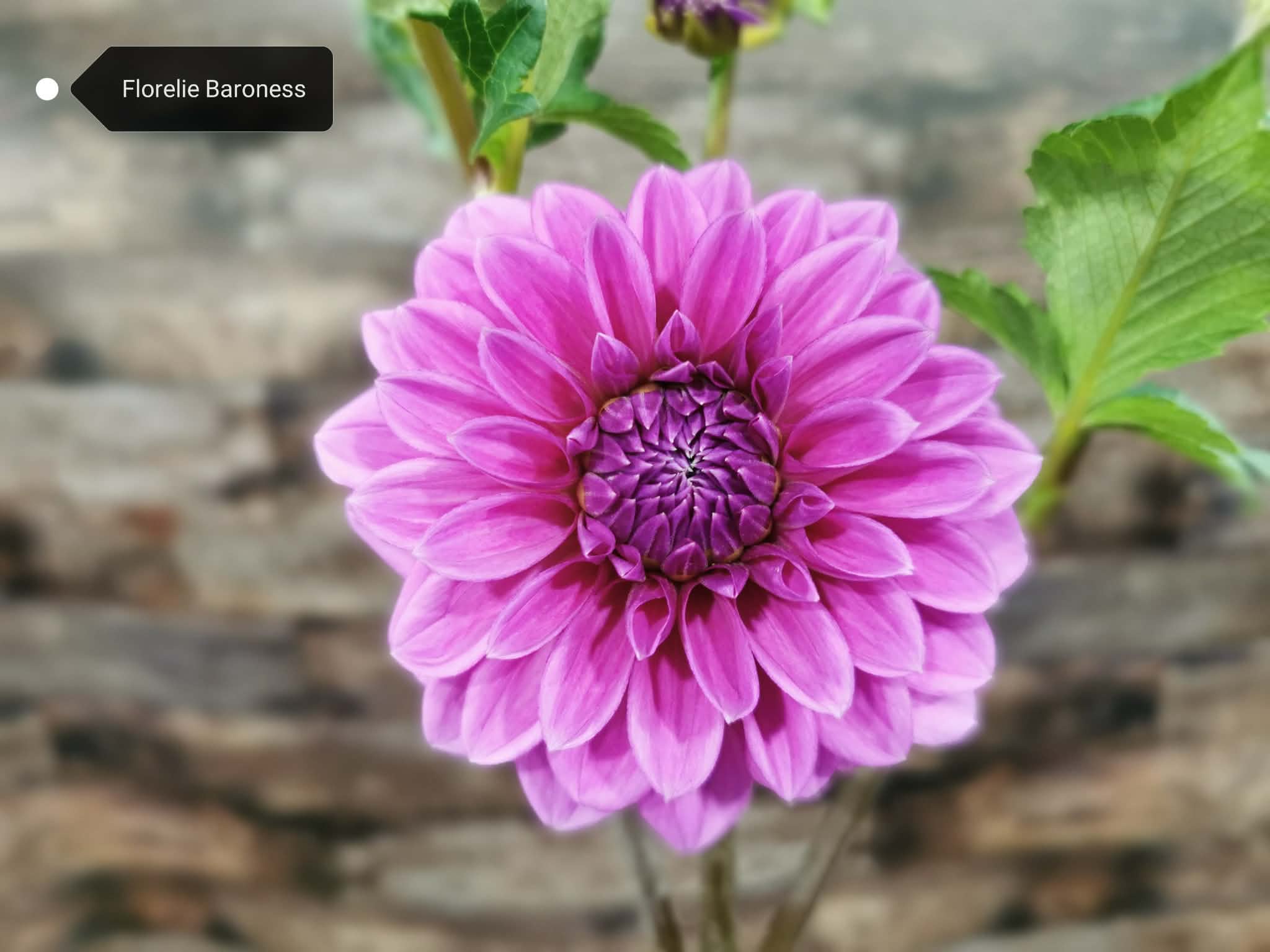 Florelie Baroness