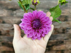 Florelie Baroness