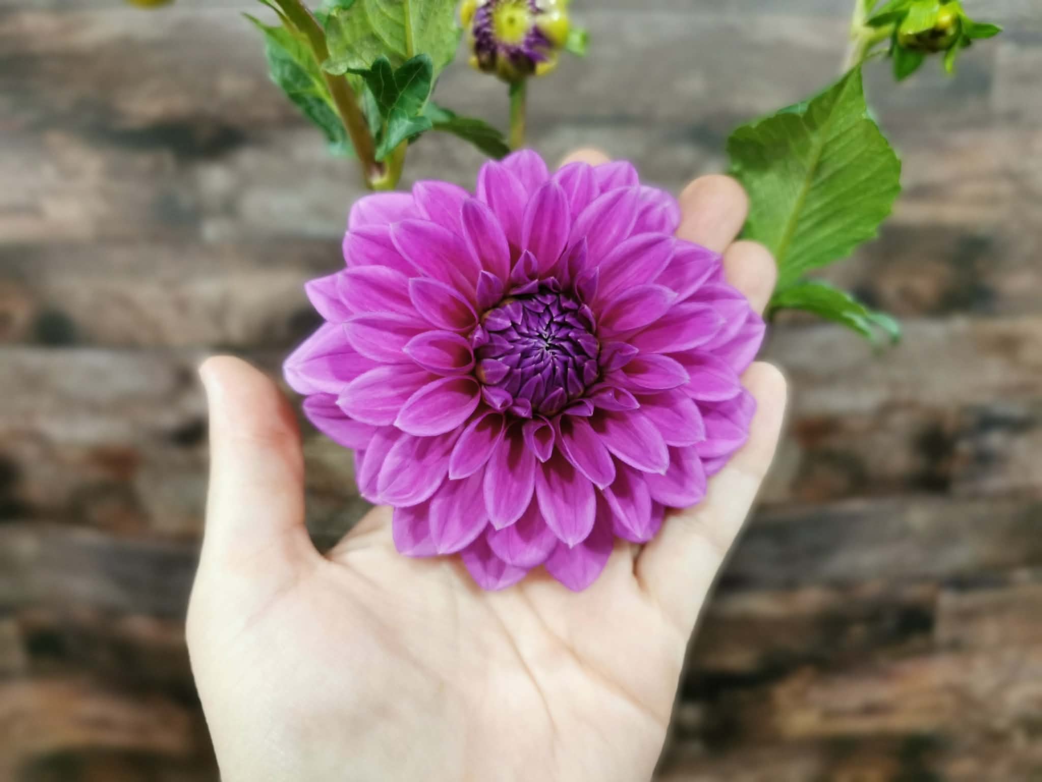 Florelie Baroness