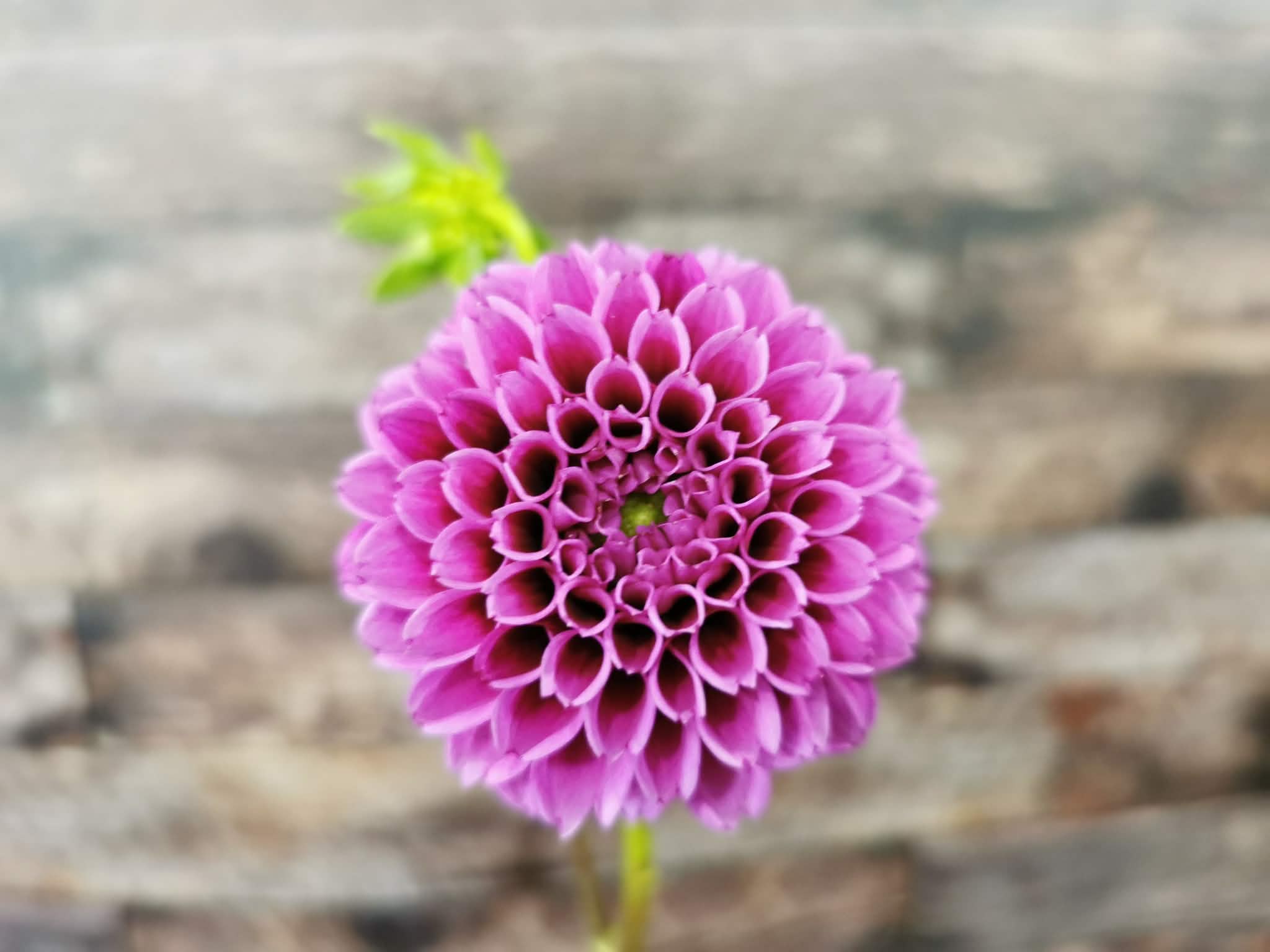 Florelie Boysenberry