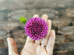 Florelie Boysenberry
