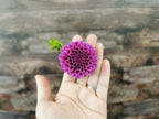 Florelie Boysenberry