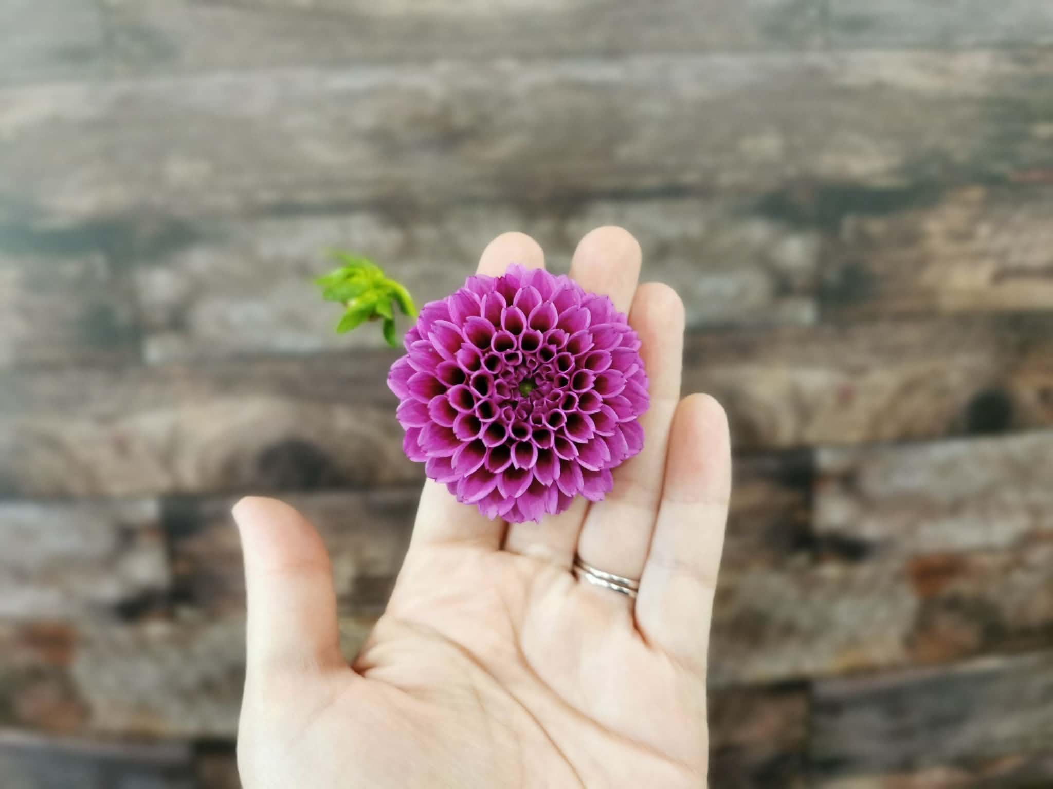 Florelie Boysenberry