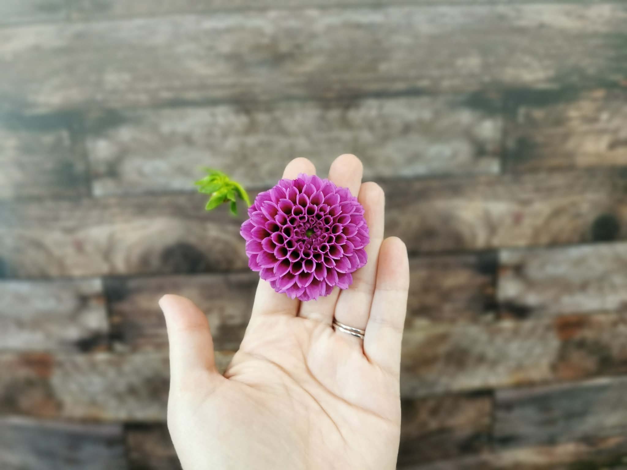 Florelie Boysenberry