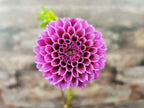 Florelie Boysenberry
