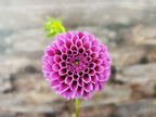 Florelie Boysenberry