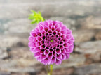 Florelie Boysenberry