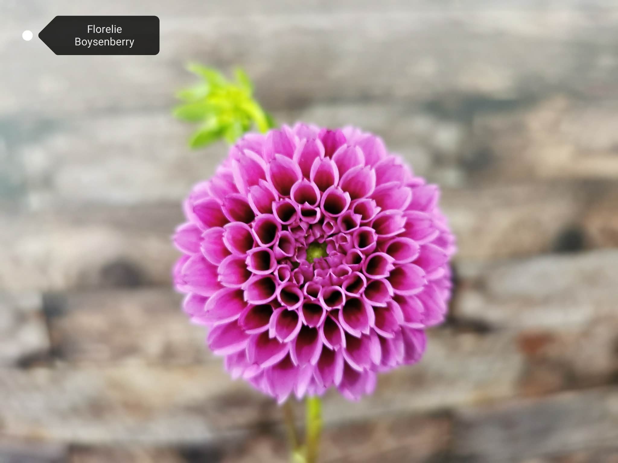 Florelie Boysenberry