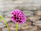 Florelie Boysenberry