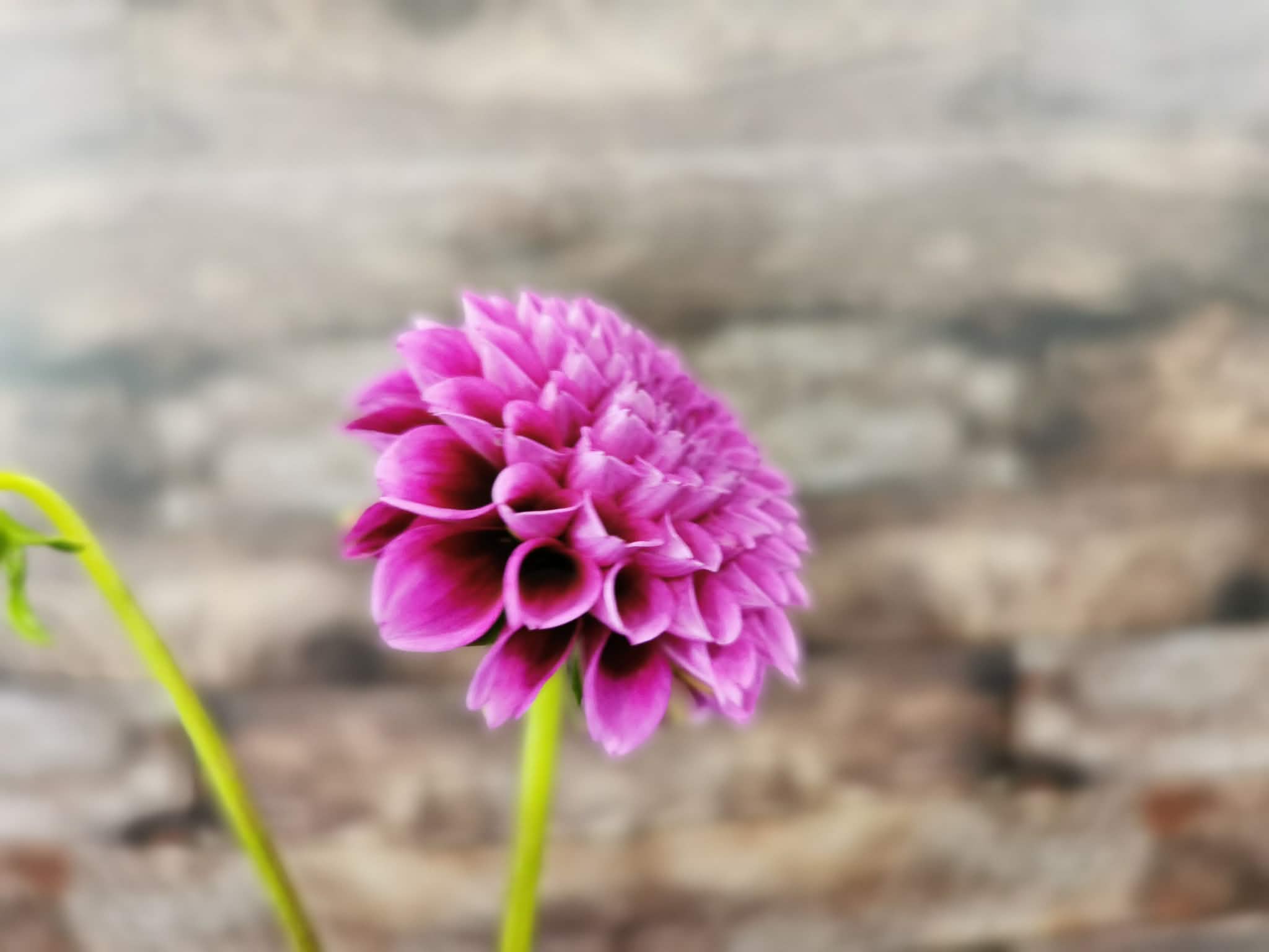 Florelie Boysenberry