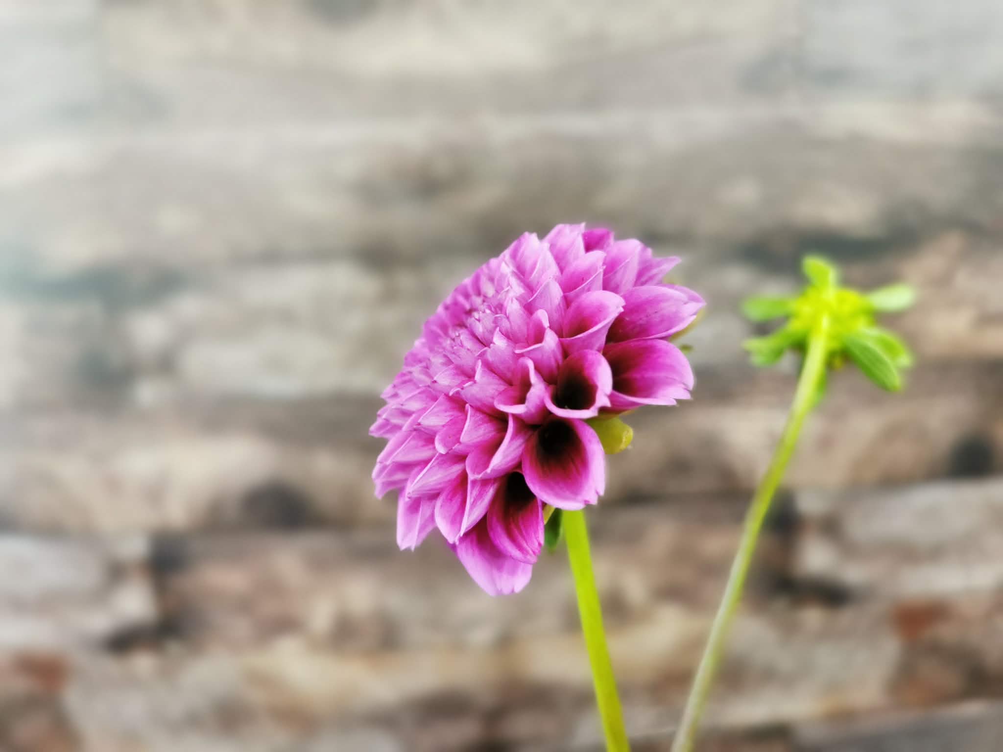 Florelie Boysenberry