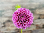 Florelie Boysenberry