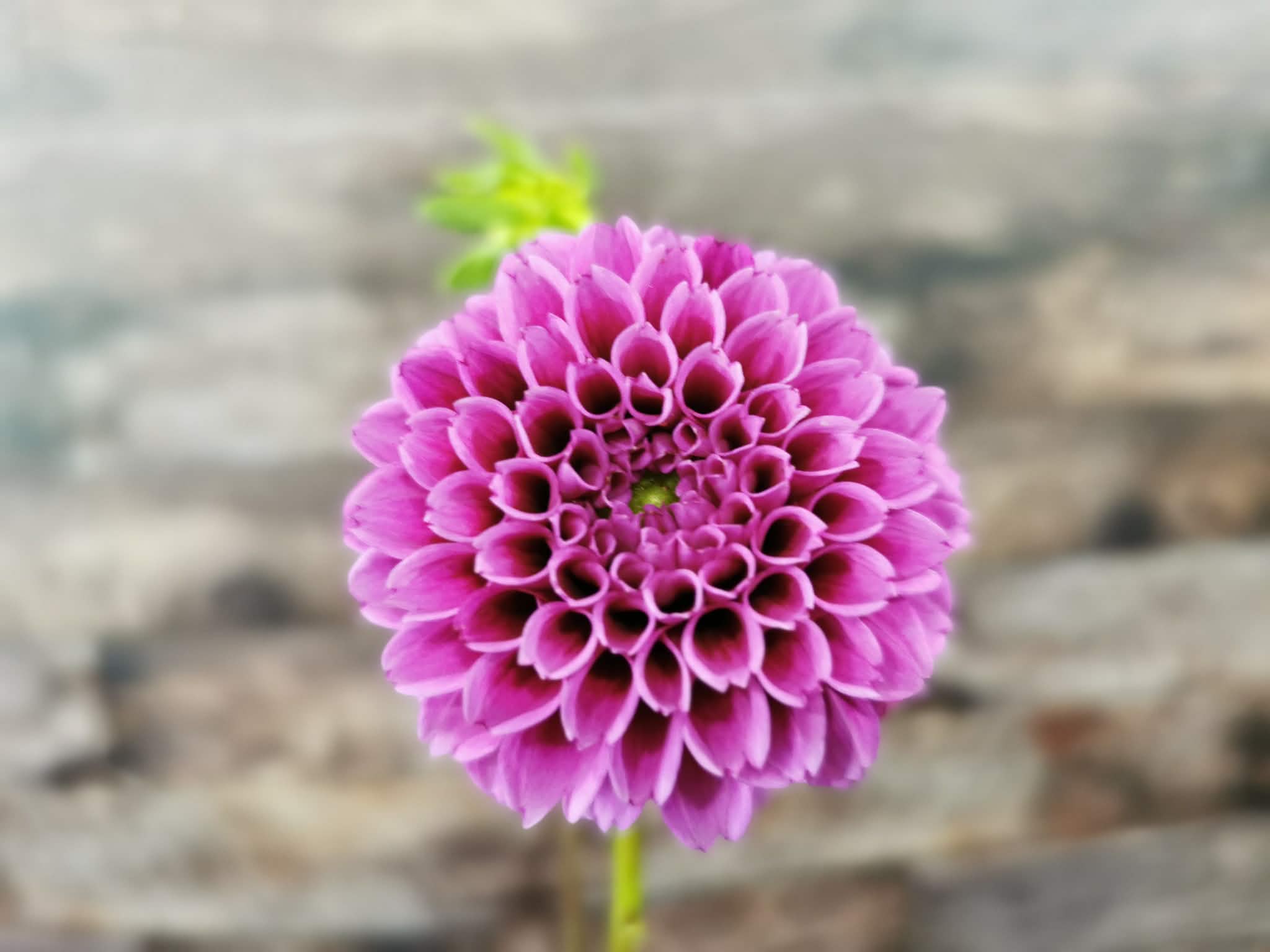 Florelie Boysenberry