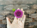 Florelie Boysenberry