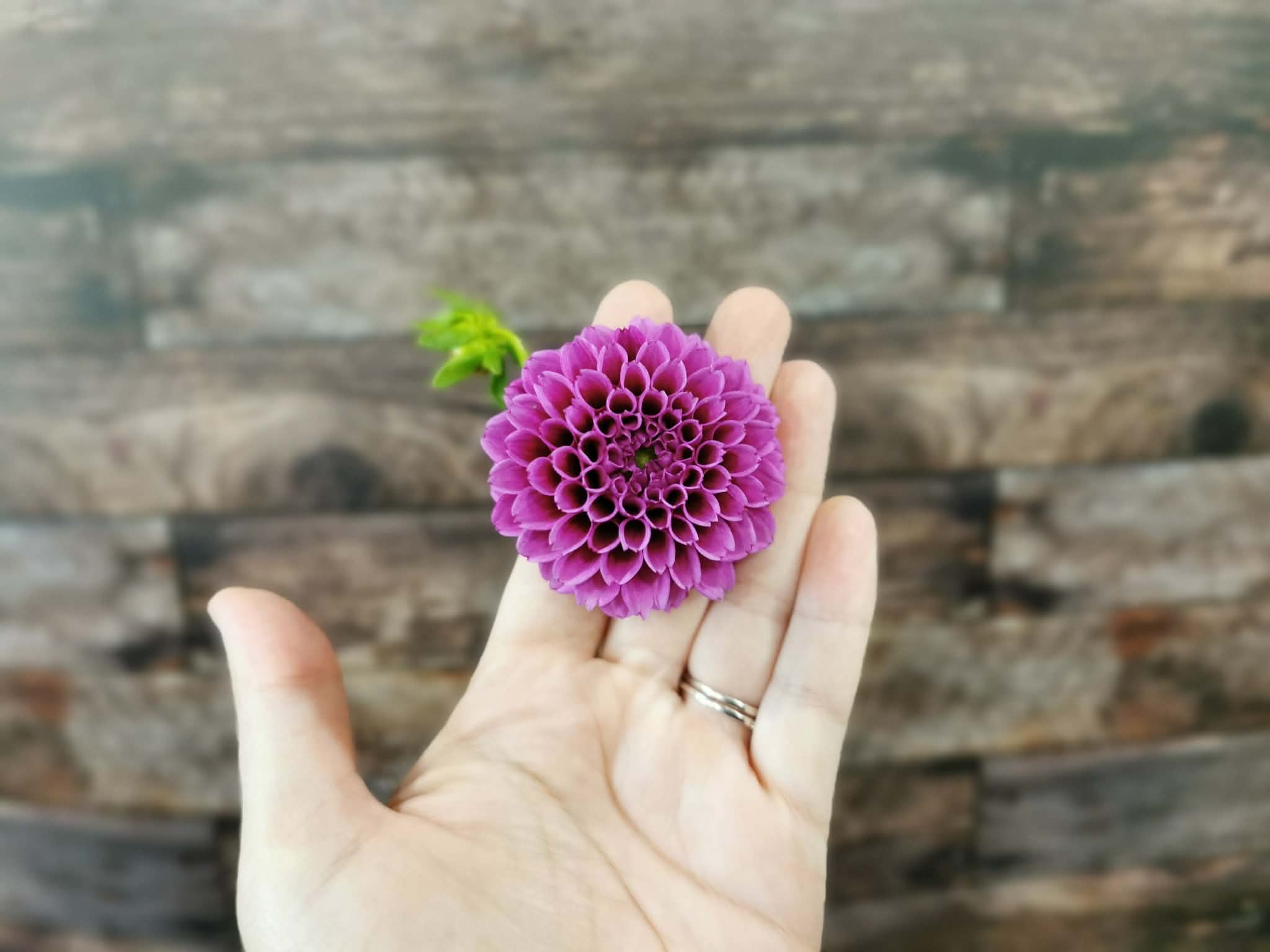 Florelie Boysenberry