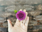 Florelie Boysenberry
