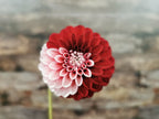 Florelie Cosmic Romance