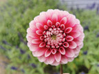 Florelie Cosmic Romance