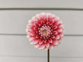 Florelie Cosmic Romance