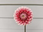 Florelie Cosmic Romance