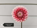 Florelie Cosmic Romance