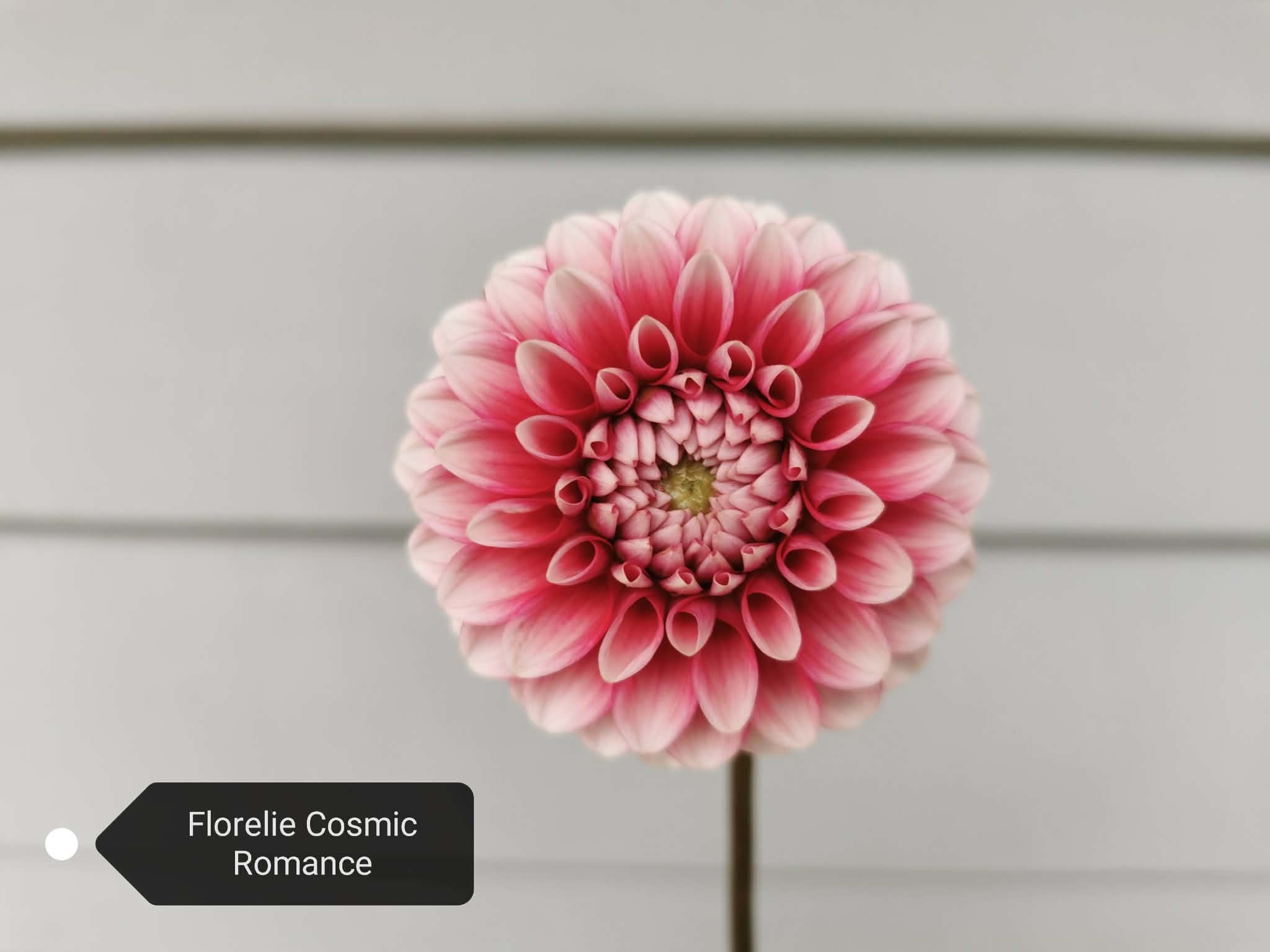 Florelie Cosmic Romance