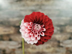 Florelie Cosmic Romance