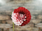 Florelie Cosmic Romance