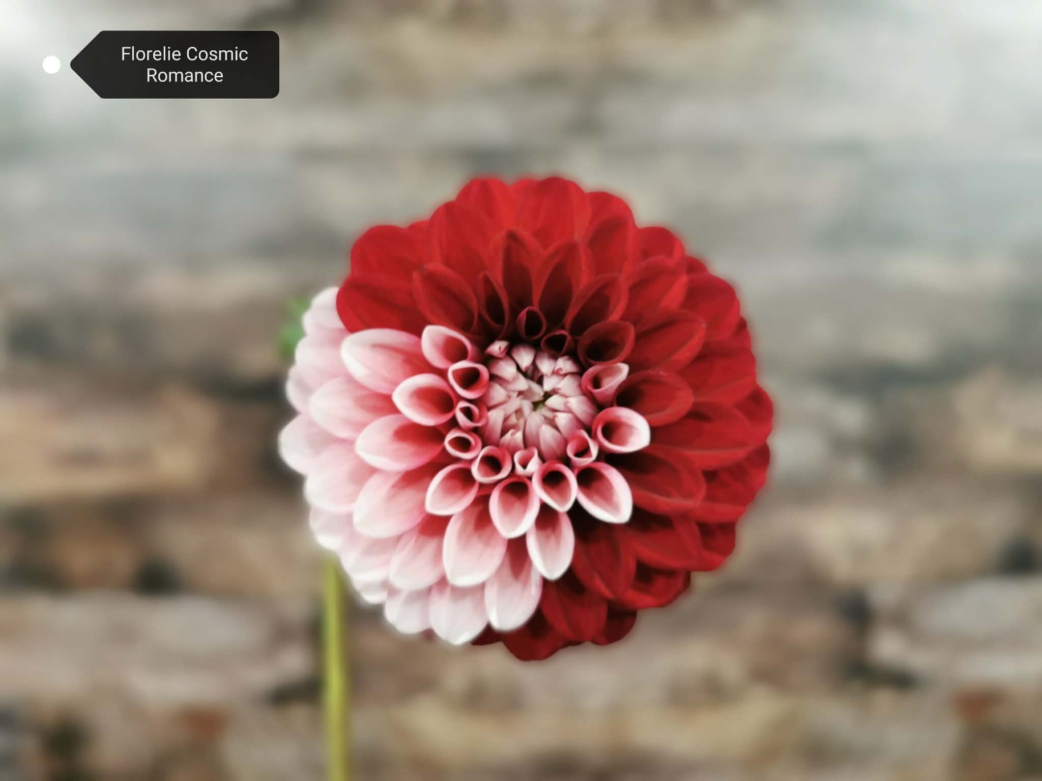 Florelie Cosmic Romance