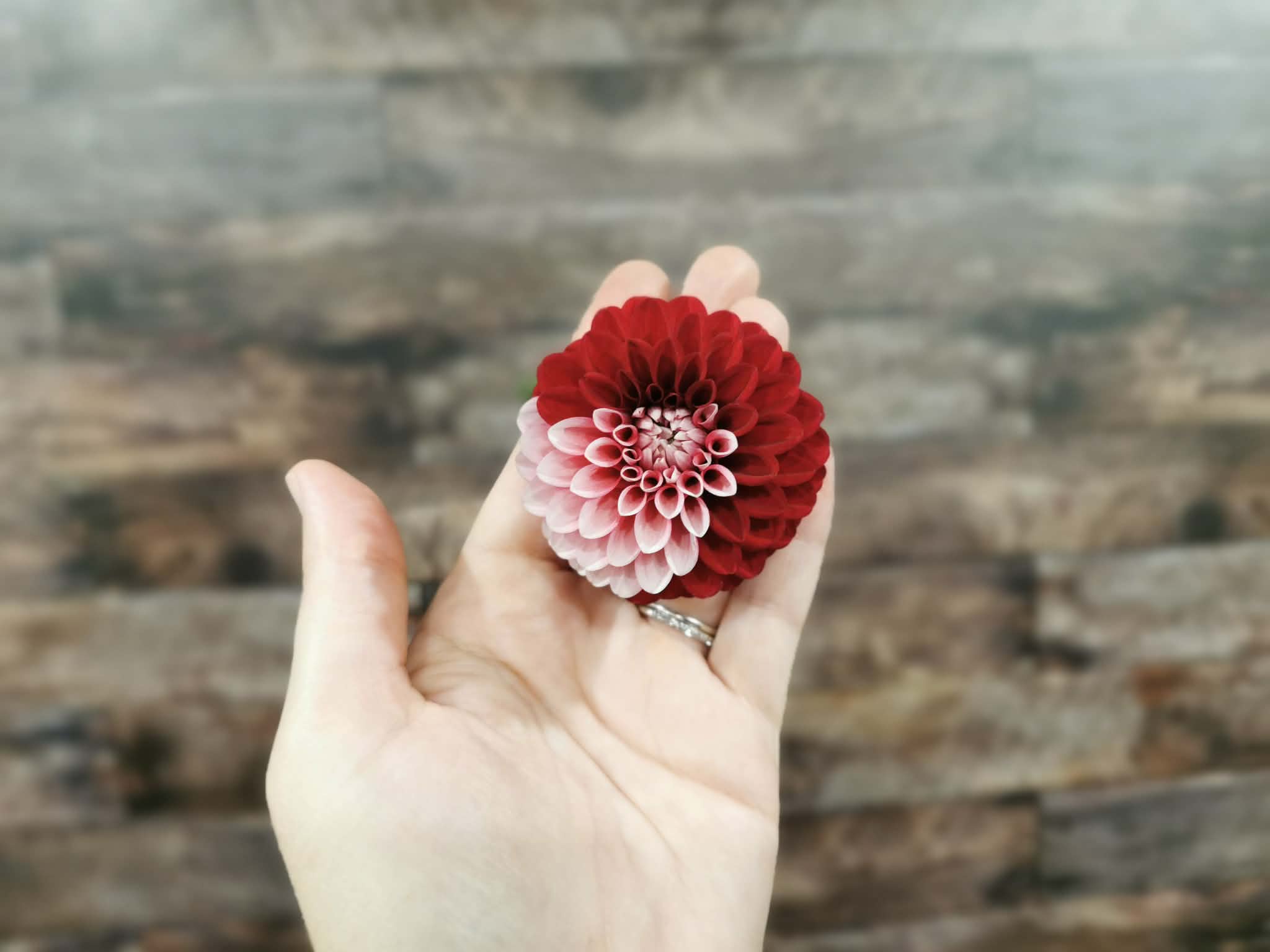 Florelie Cosmic Romance