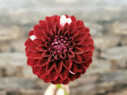 Florelie Cosmic Romance