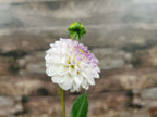 Florelie Cowrie