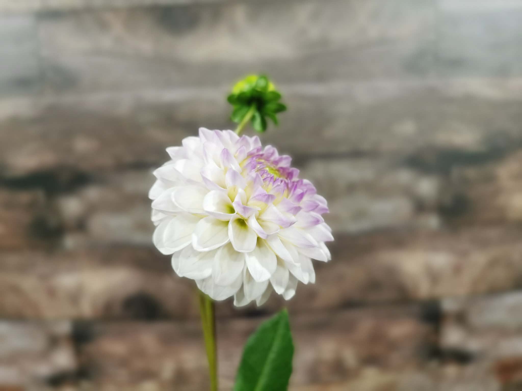 Florelie Cowrie