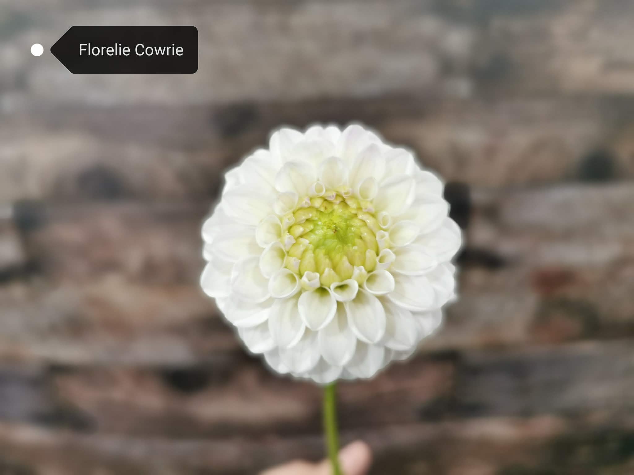 Florelie Cowrie