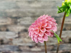 Florelie Flamingo