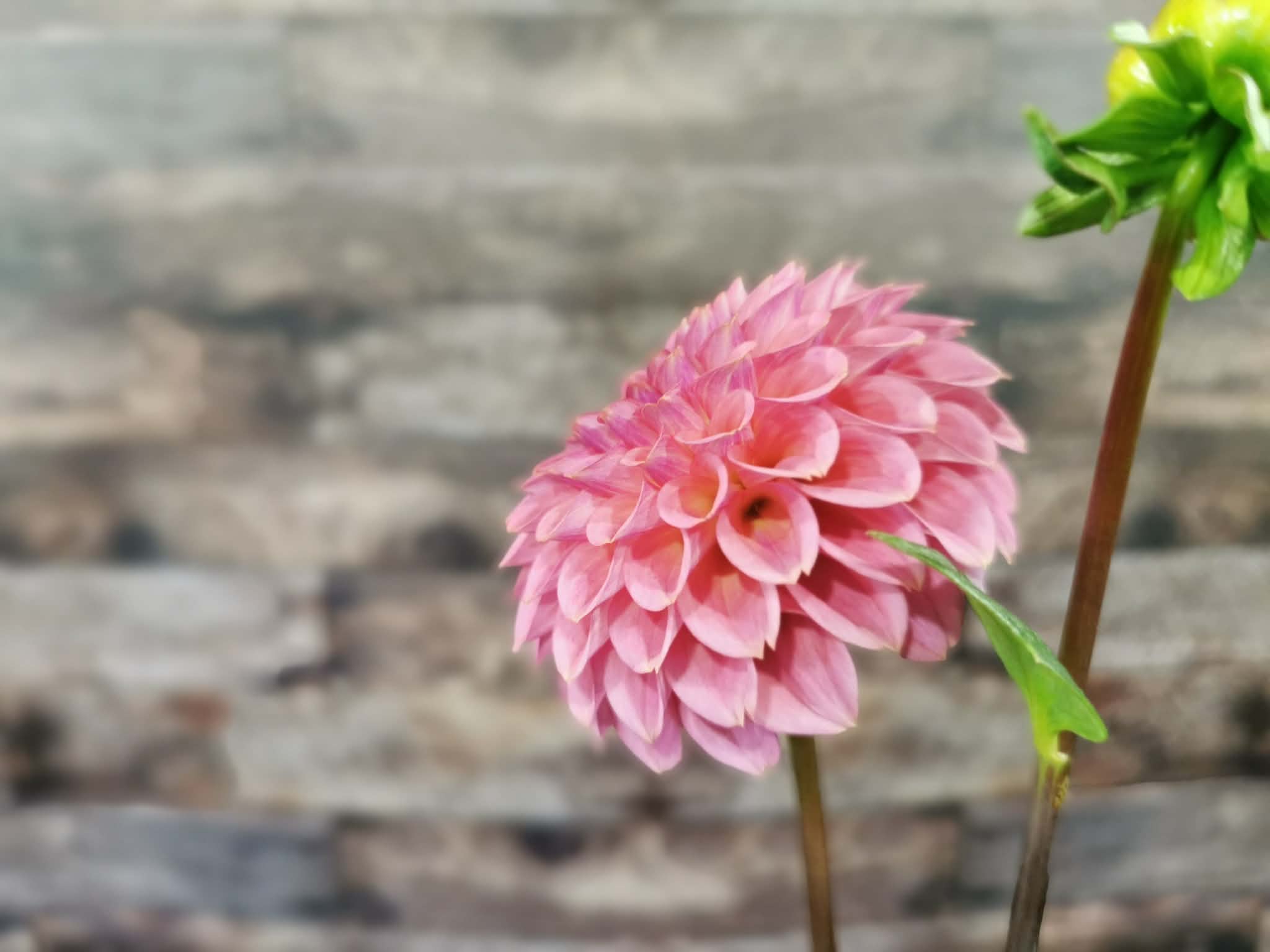 Florelie Flamingo