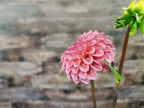Florelie Flamingo
