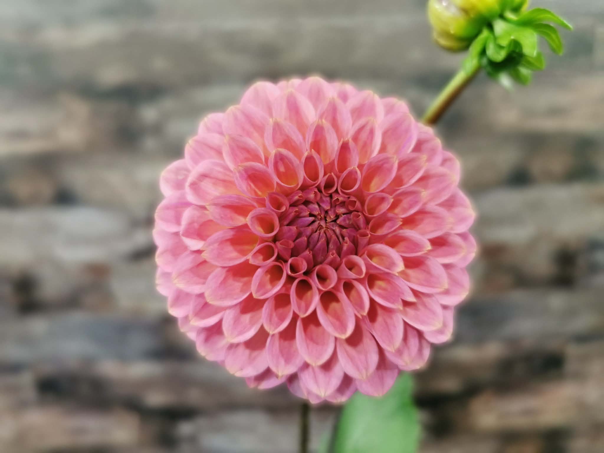 Florelie Flamingo