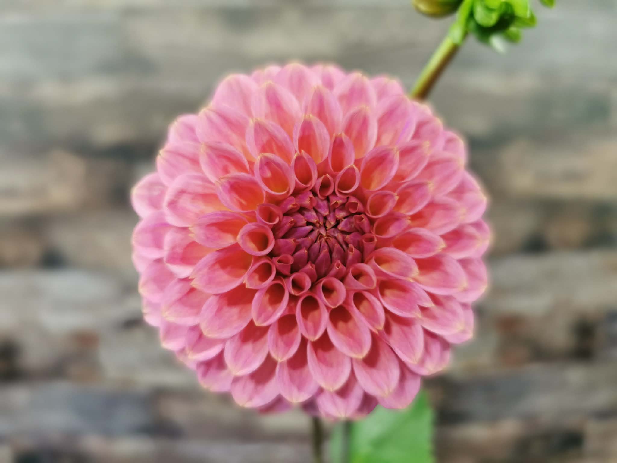 Florelie Flamingo