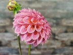 Florelie Flamingo