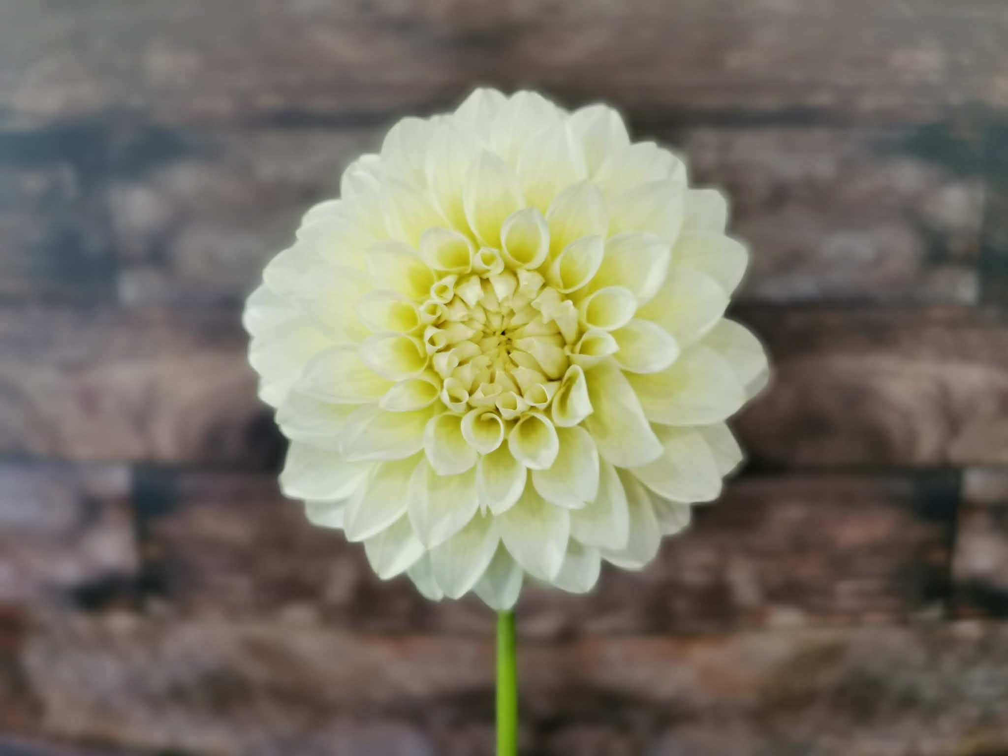 Florelie Grace