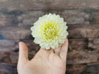 Florelie Grace