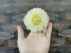Florelie Grace