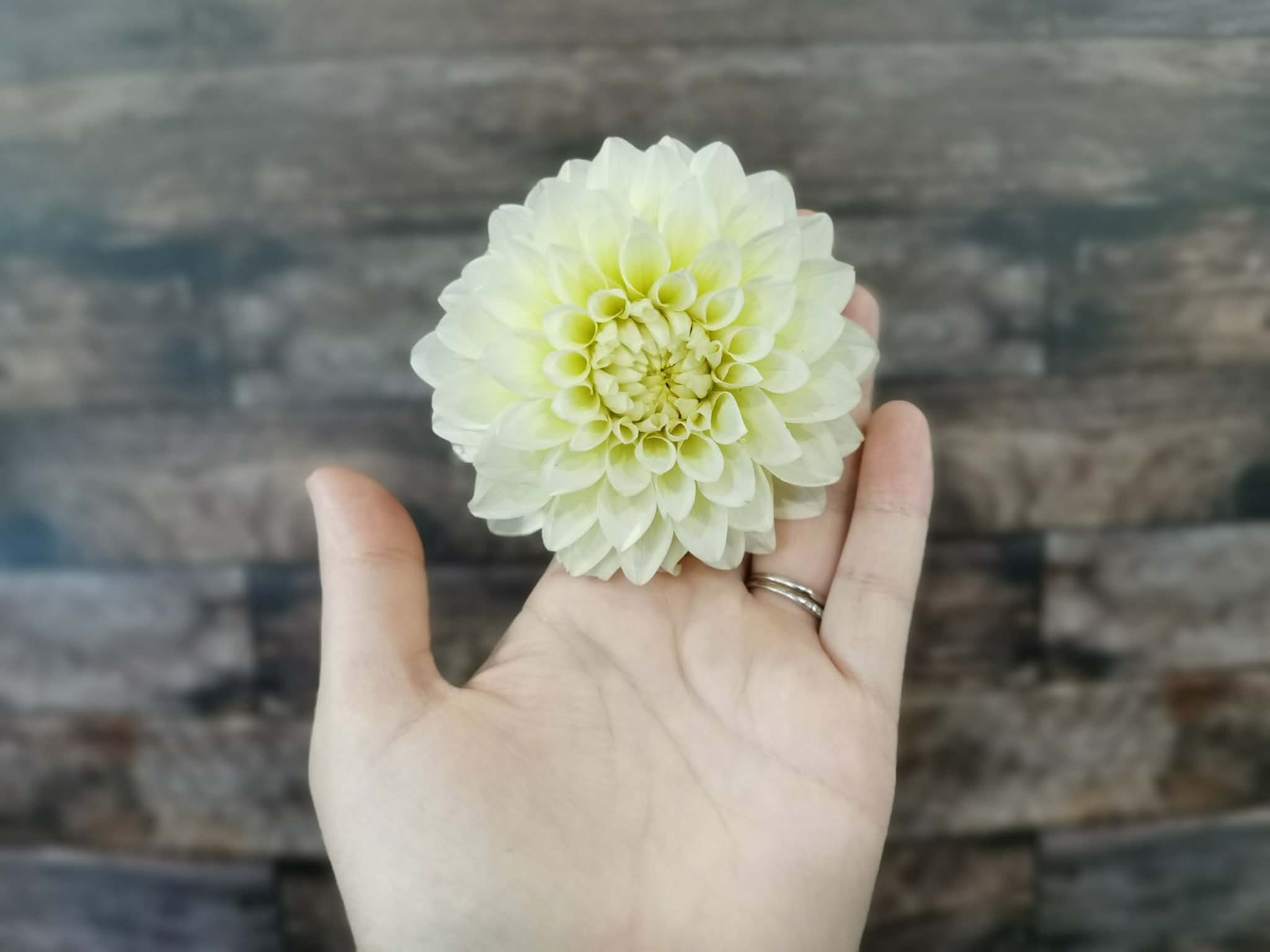 Florelie Grace