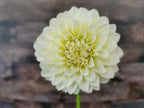 Florelie Grace