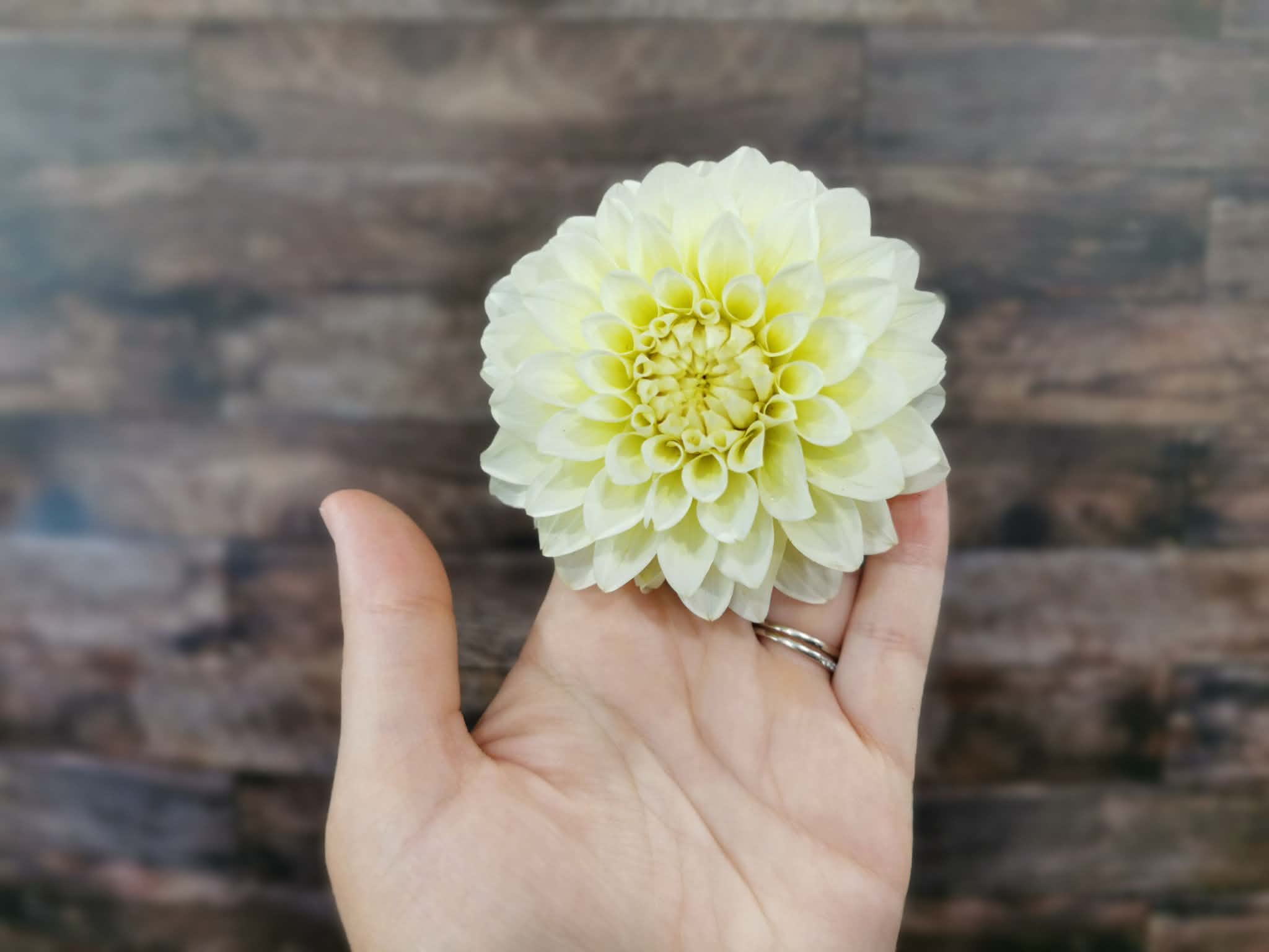 Florelie Grace