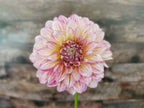 Florelie Grace
