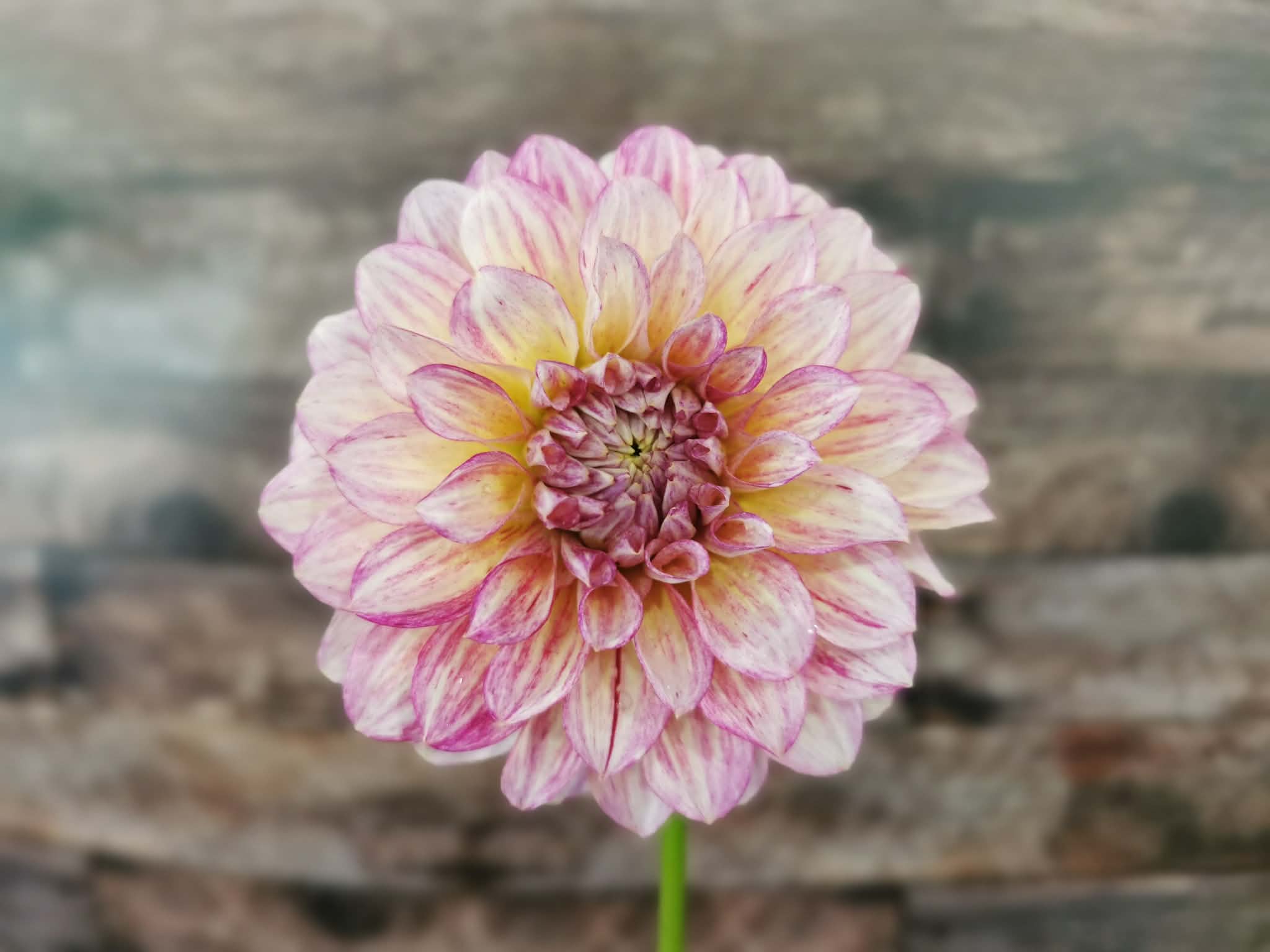 Florelie Grace